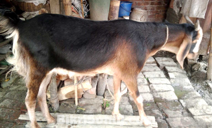 কোরবানীর জন্য খাশি ছাগল বিক্রয় হবে।